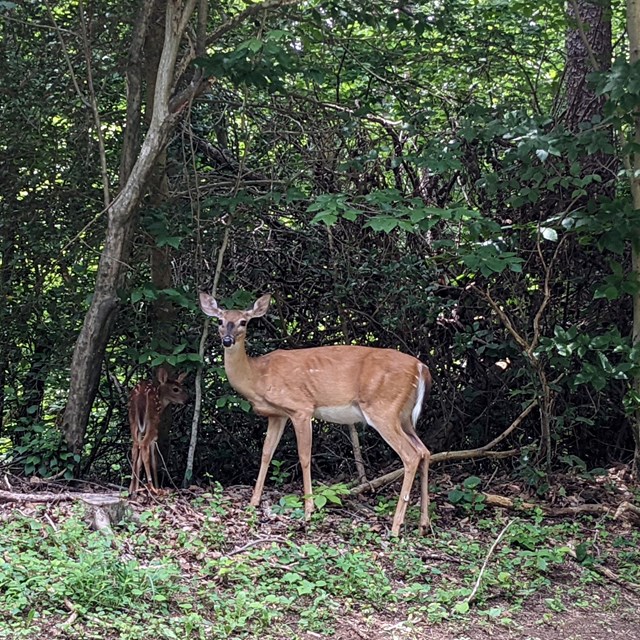 A fawn standing next to a doe at the edge of a forest