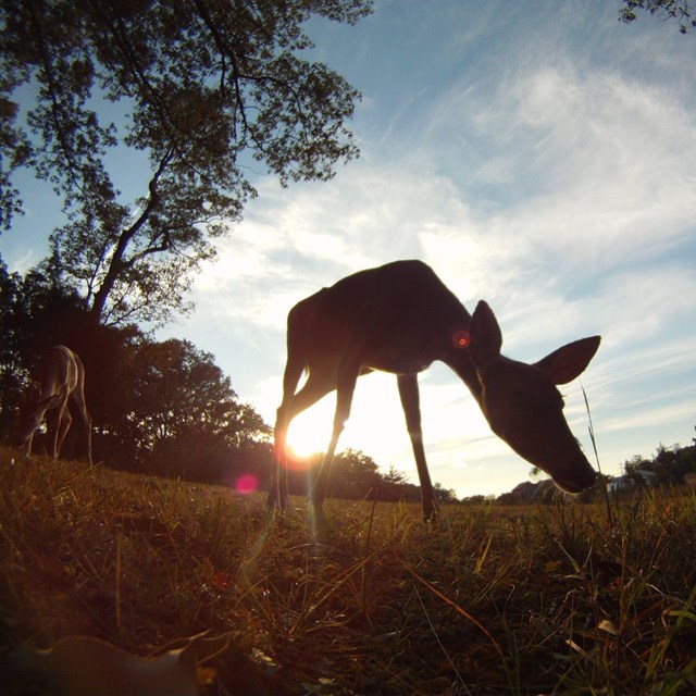 Young deer grazing in the early morning 