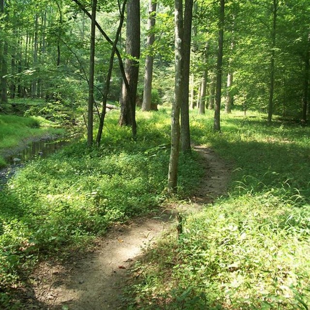 Little Run Loop Trail weaves around the trees