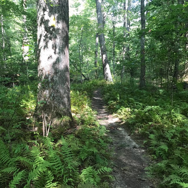 Trail surrounded by ferns