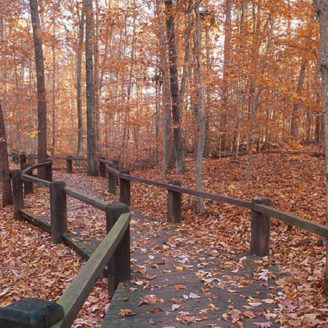 The boardwalk of the Piedmont Forest Trail boardwalk in autumn
