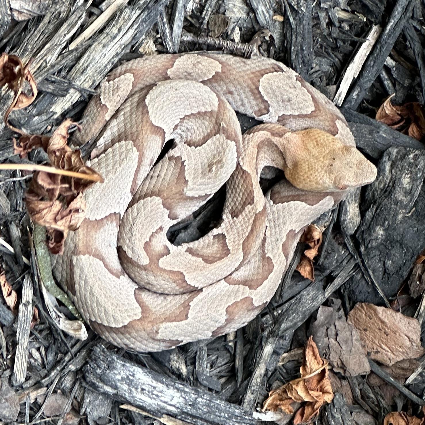 Brown copperhead snake coiled among wood chips