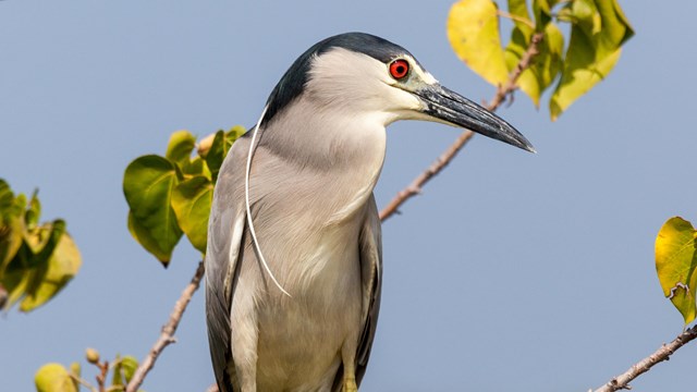 Black-crowned night heron