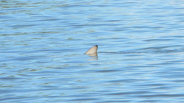 Fin of a blacktip reef shark peeking out above water