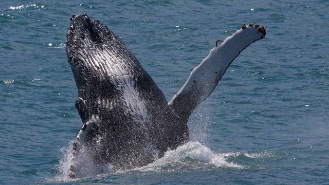Breaching humpback whale
