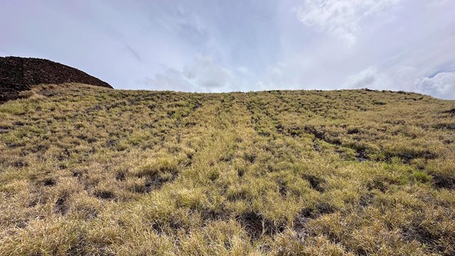Hill with native pili grass