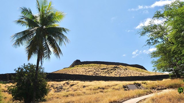 View of heiau from beneath with coconut tree in frame
