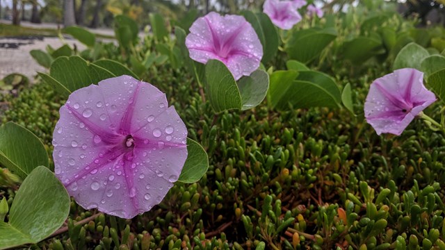 Pink Pōhuehue (Beach Morning Glory) flowers with drops of rain sprinkling their surface.
