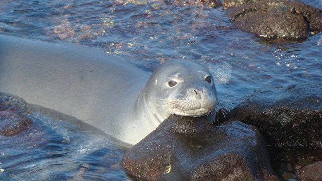 A monk seal props its head on a rock in shallow water