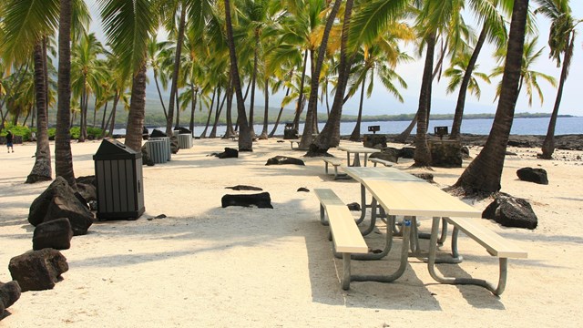 Coconut trees provide shade in the sunny picnic area