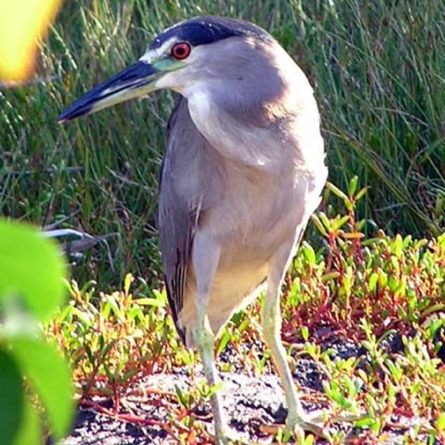 A Night Heron stands focused on the water's edge amidst coastal vegetation.