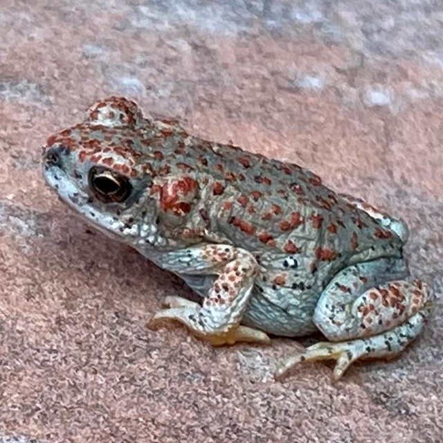 A greenish grey frog with red spots sits on red stone.