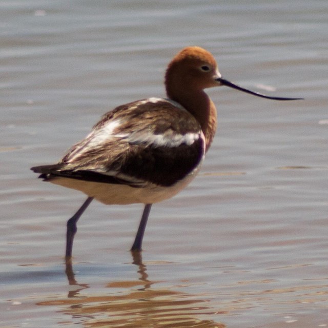 A long legged and long billed bird stands in water.