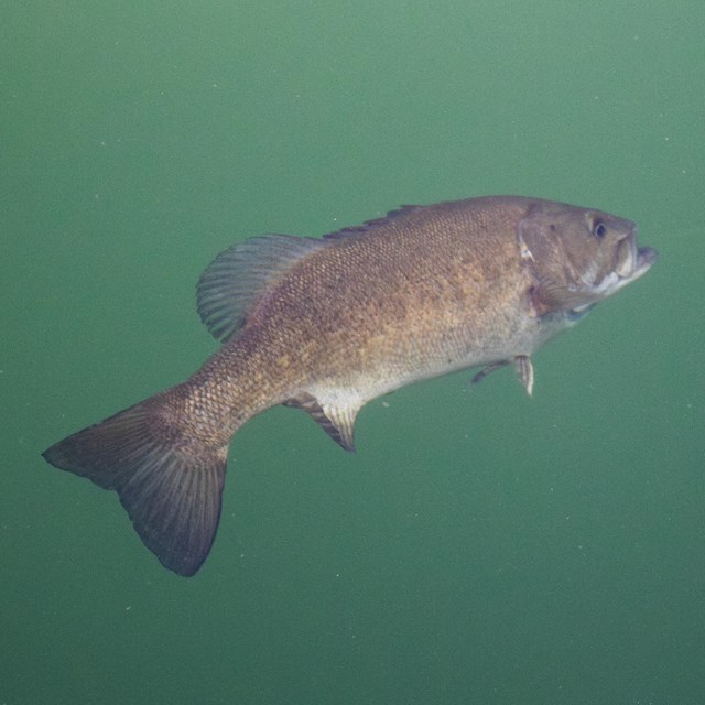 A brown fish swims through the water.