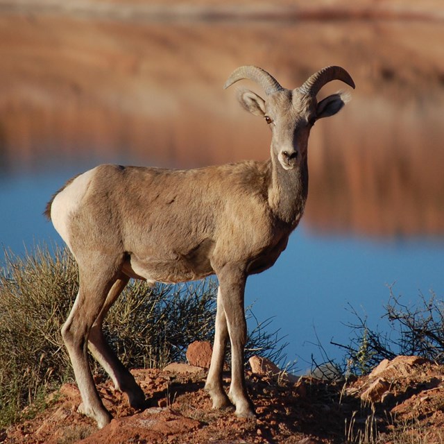 A young brown bighorn sheep stands in front of a still lake.
