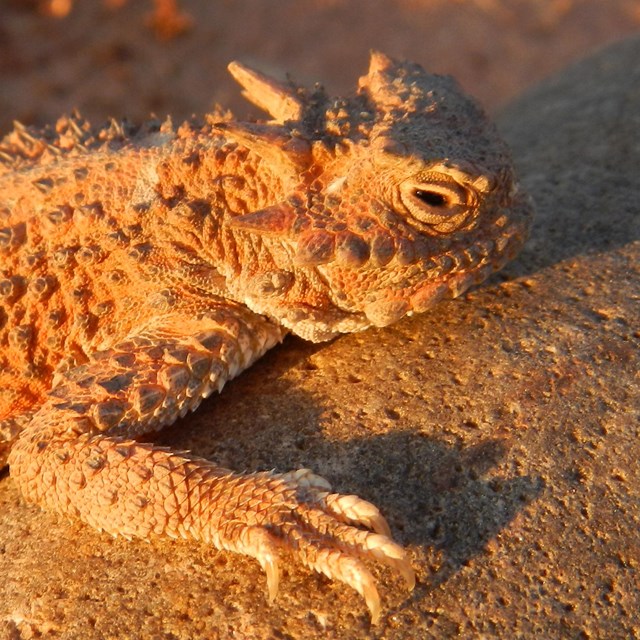 A tan spikey lizard clings on to a rock.