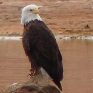 A large brown bird with white head and tail perches on a rock at the edge of the water.