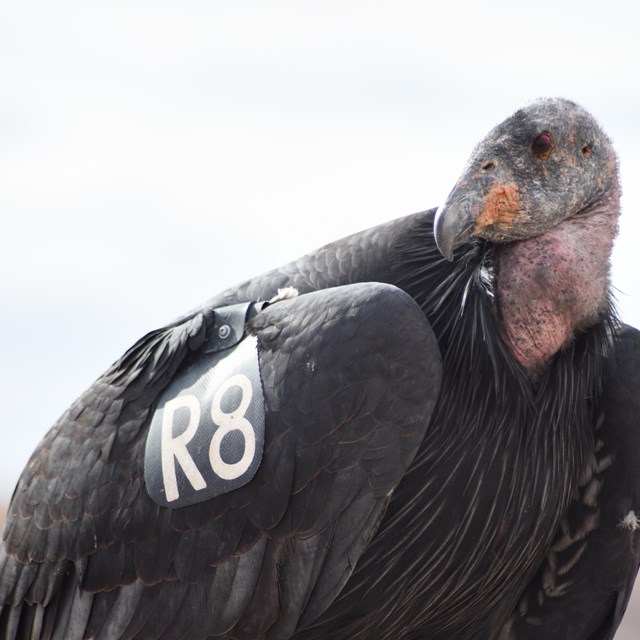 A large black bird with a bald head.  The tag on its wing reads 