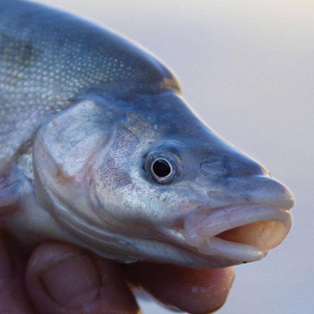 A silvery fish with a hump on its back, looks at the camera, mouth open.