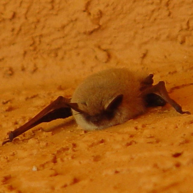 A small tan and black bat clings on to a textured orange wall.