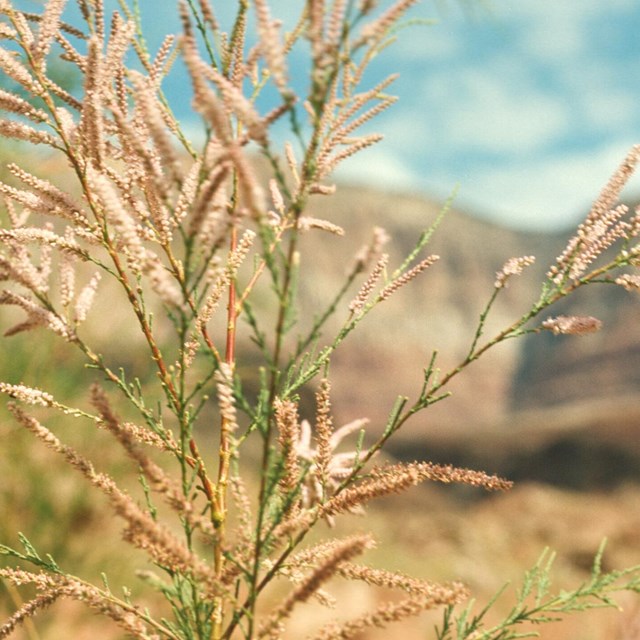 A close up of a thin green plant with light tan seedpods at the ends of the branches.