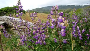 Purple lupine flowers in front of a log. Trees in a distant hill