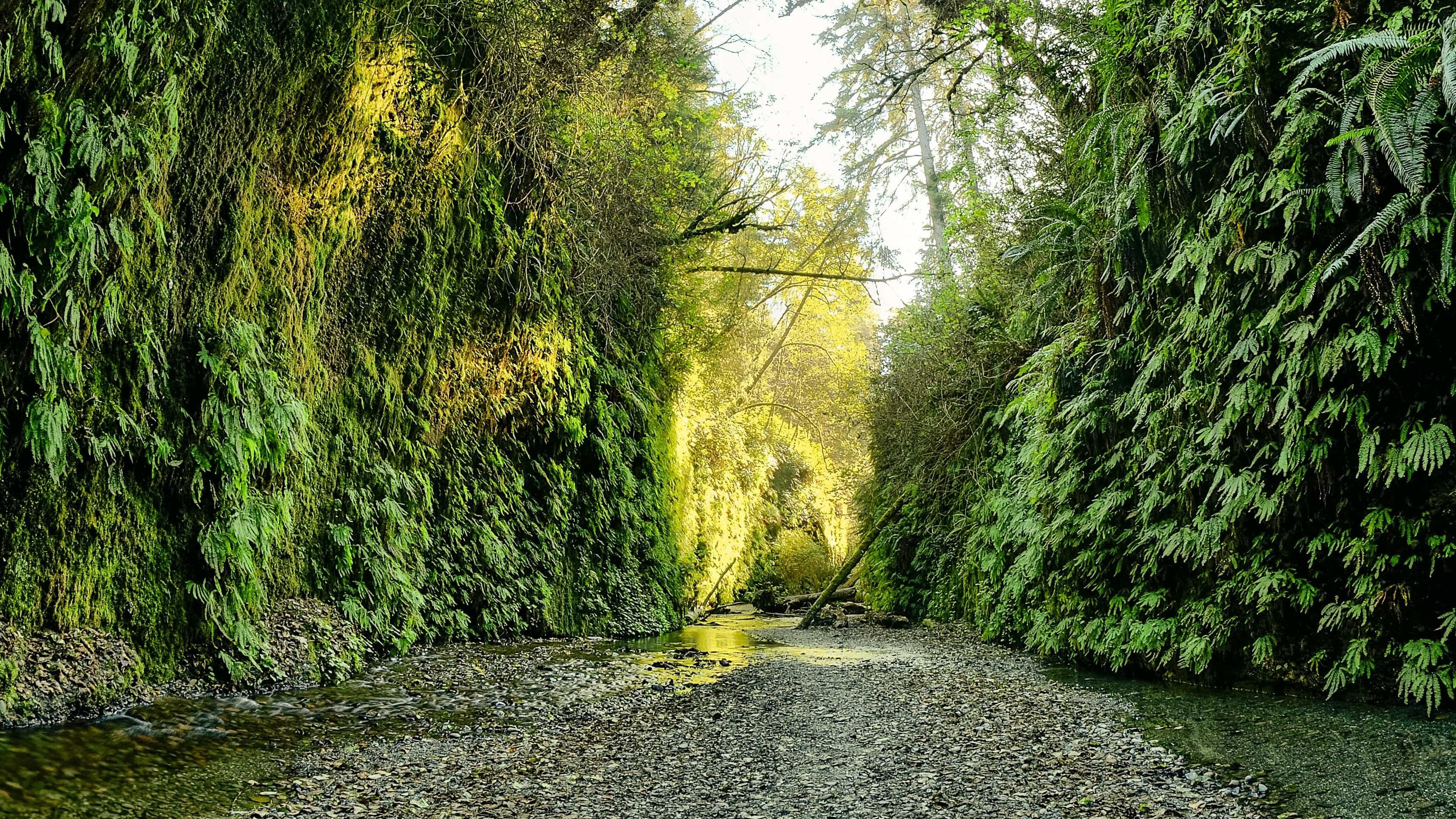 Obtain a reservation to visit the Gold Bluffs Beach Day-Use & Fern Canyon Trailhead