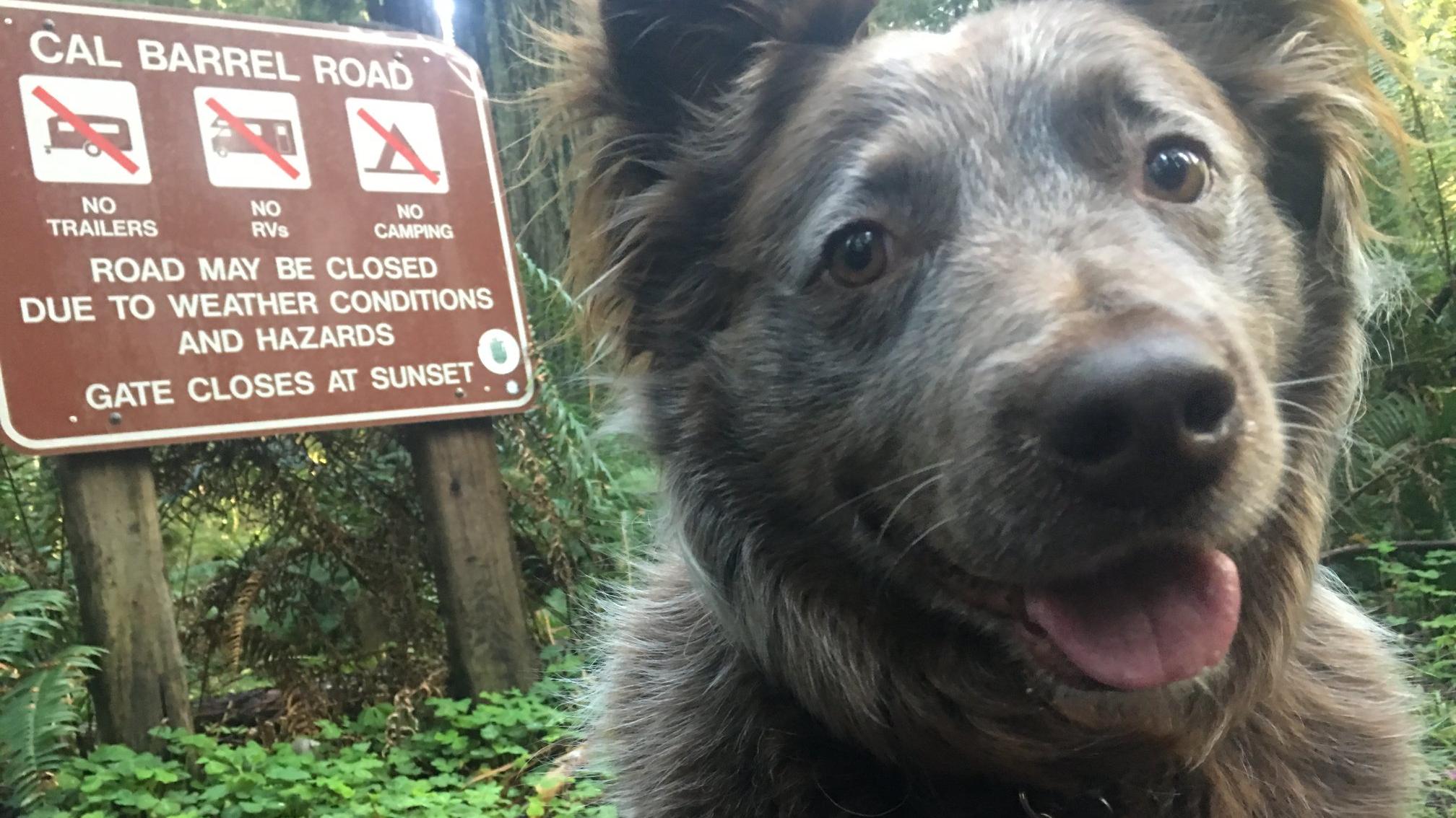 Pets in parks are redistricted - but there are still good options for humans and furry friends. 