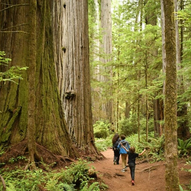 Hikers walk on a path through old growth redwood forest