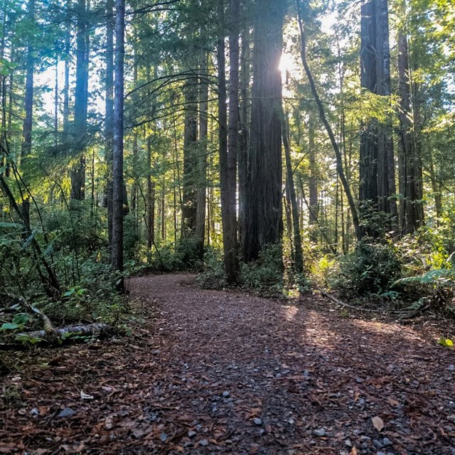 A dirt trail going through a forest