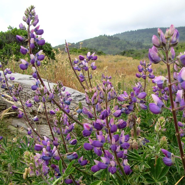 Purple flowers next to a log. Trees are on a distant hill