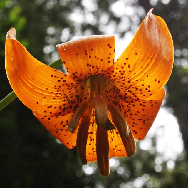 A red petaled flower with dark dots.