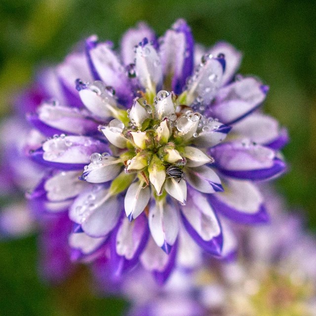 Close up of purple and yellowish petals that form a circular clump.