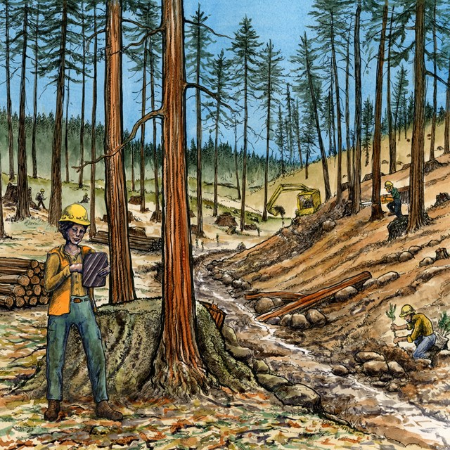 A color illustration of a worker with a clip board in a forest being restored
