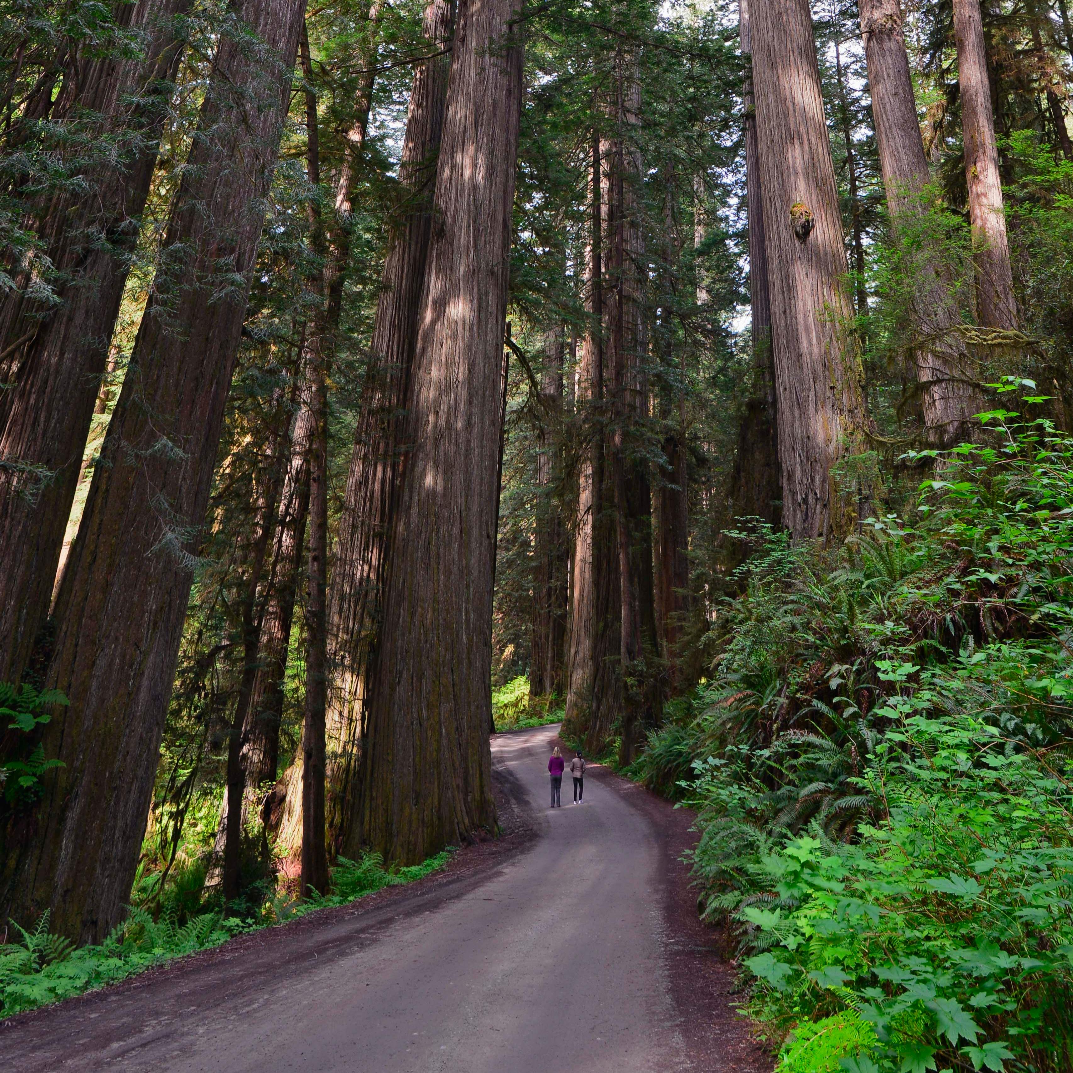 Seeing the Redwoods from the road is possible.