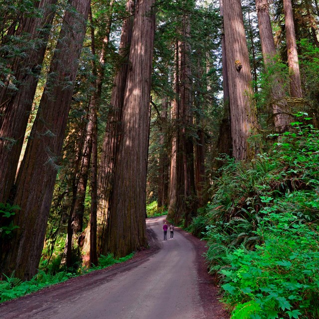Seeing the Redwoods from the road is possible.