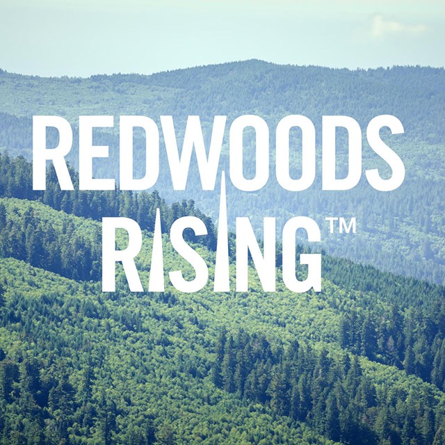 FAQs about the Redwoods Rising restoration project