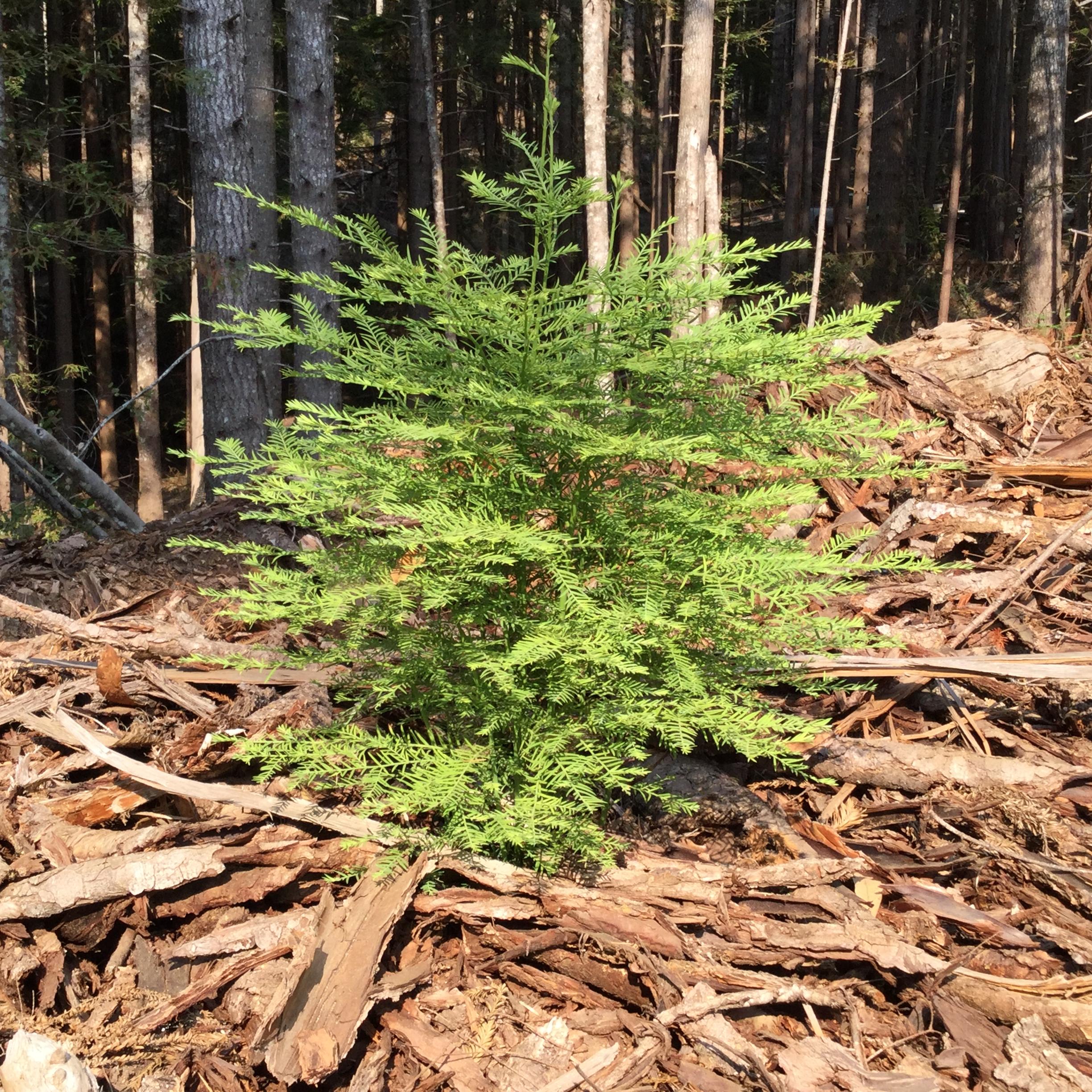 Managing the young forest in the parks is like weeding your garden. 