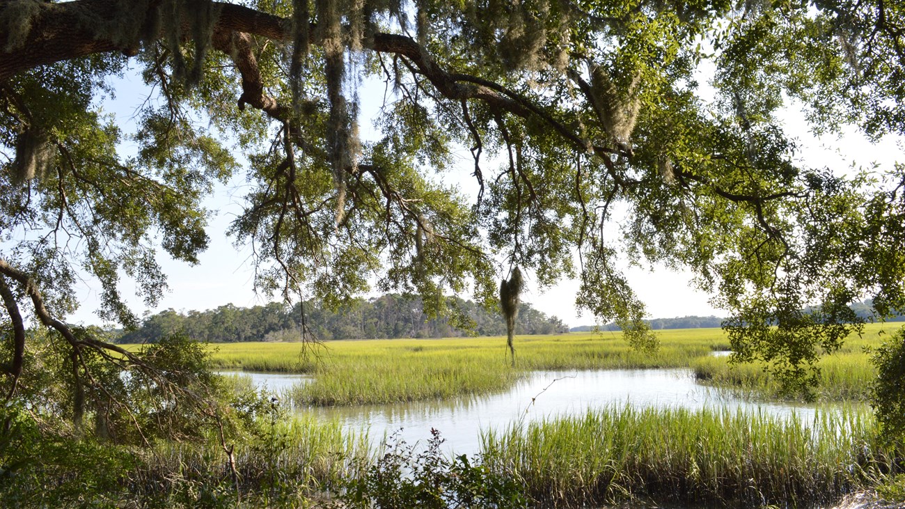 A tree branch frames a view of a marsh.