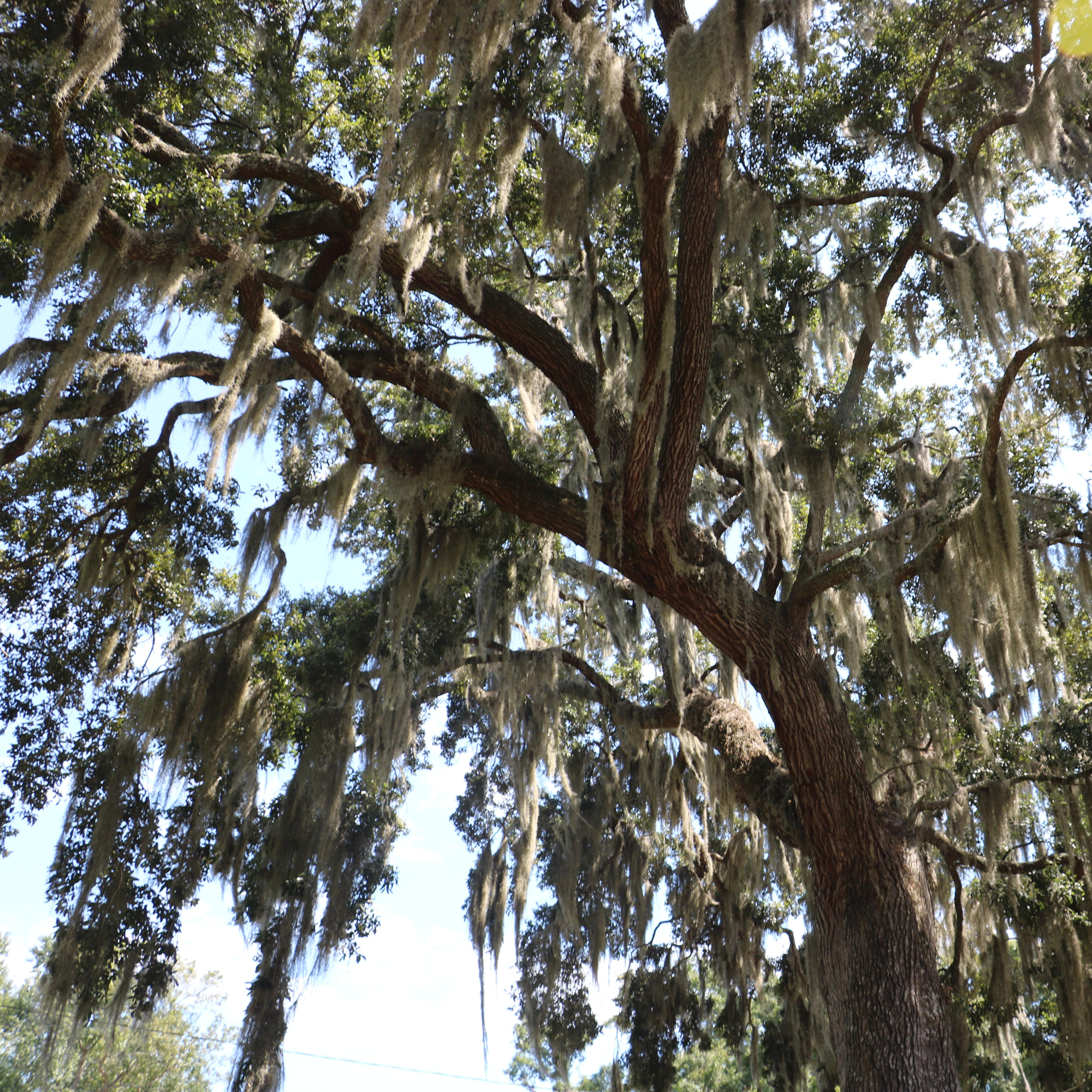 oak tree with spanish moss 
