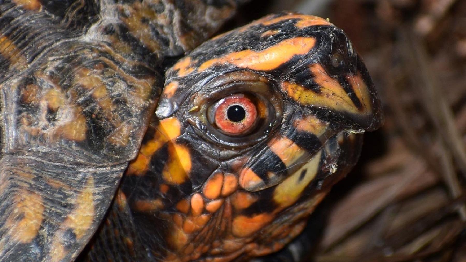 A box turtle