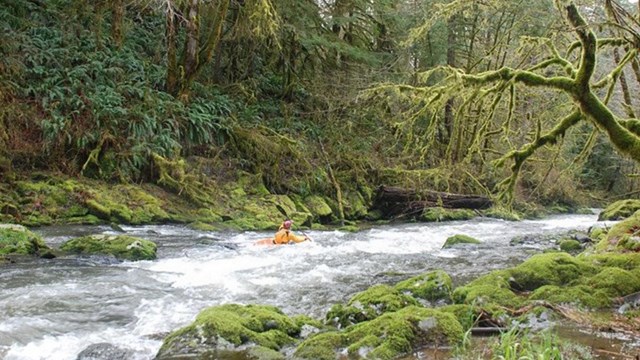 Alsea River, South Fork in Oregon with a paddler kayaking in the middle of the flowing water