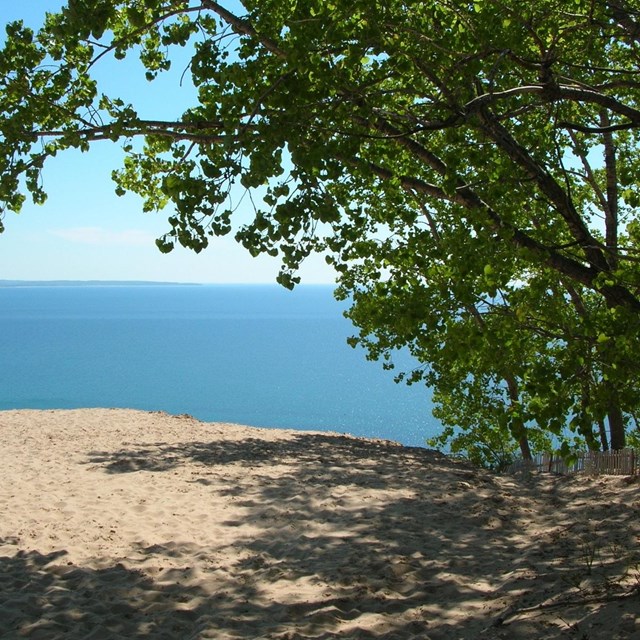 Lake Michigan, Sand Dunes, and a Cottonwood Tree at the Lake Michigan Overlook 