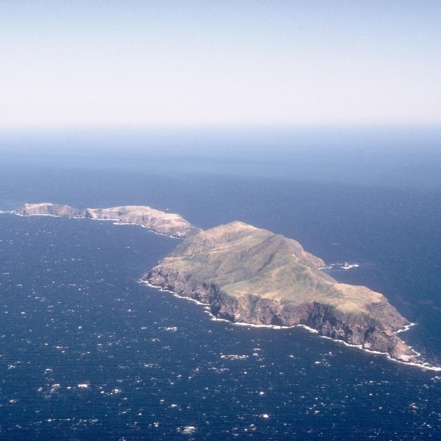 Anacapa Island’s steep, isolated slopes provide excellent nesting sites.