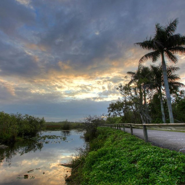 Scenic drive, Everglades National Park, 2015.