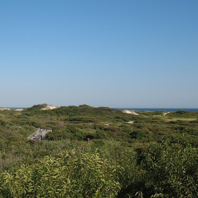  High dunes and a glimpse of the Atlantic Ocean are in the background