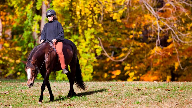A person on horseback rides in front of trees with orange, yellow and green leaves