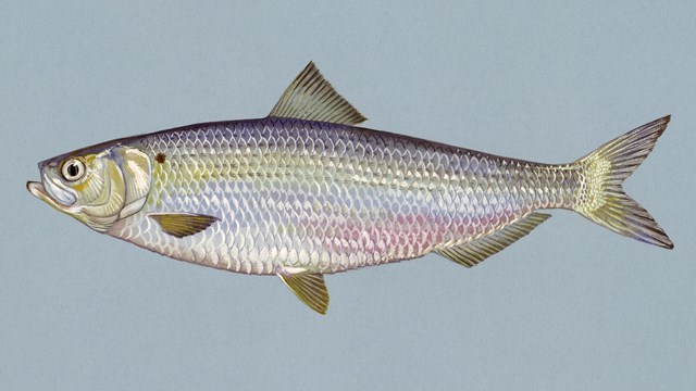 An illustration of a fish with blue, silver and purple scales