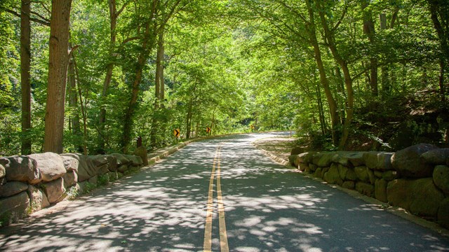 a 2-lane road through a forested area in the spring