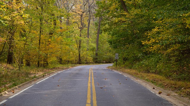 a 2-lane road through a forested area in the fall